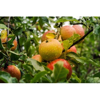 pomme alsace