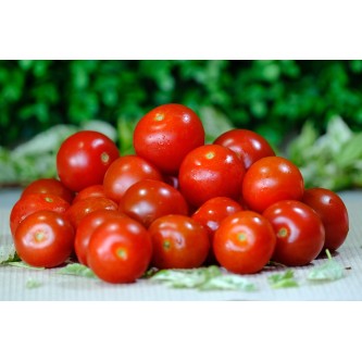 tomate alsace