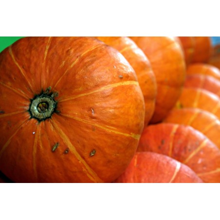 panier ferme alsace potimarron