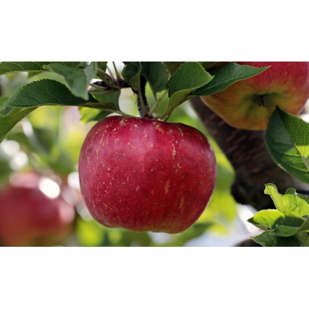 fruits et legumes alsace