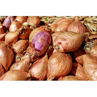 producteur alsace légumes