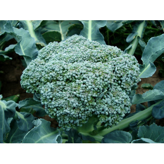 Brocoli - panier de fruit et légumes - produit locaux