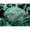 Brocoli - panier de fruit et légumes - produit locaux