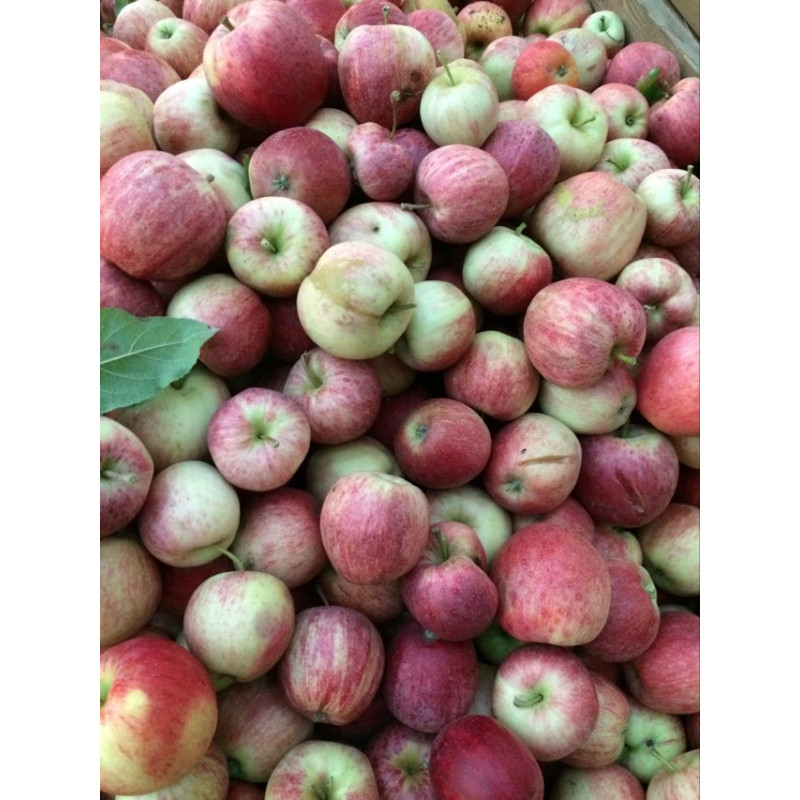 Pommes de second choix (5 kilos) - panier de fruit et légumes - produit locaux
