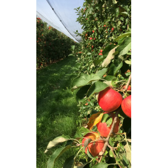 Pomme  - panier - vente - fruit - légumes - Alsace - local