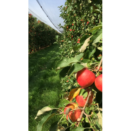 Pomme  - panier - vente - fruit - légumes - Alsace - local