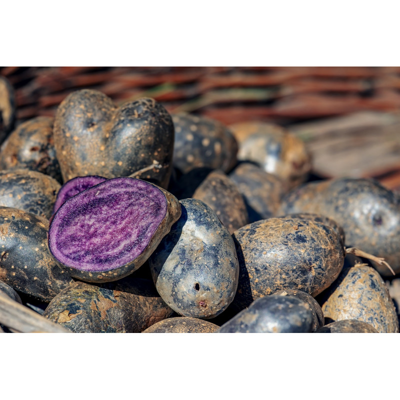 Pomme de terre Vitelotte - panier de fruit et légumes - produit locaux