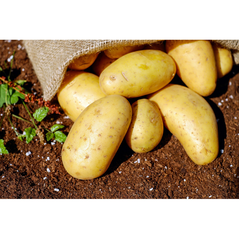 Pomme de terre Ratte - panier de fruit et légumes - produit locaux