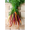 Carottes de couleurs - panier de fruit et légumes - produit locaux