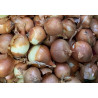 Oignons jaunes - panier de fruit et légumes - produit locaux