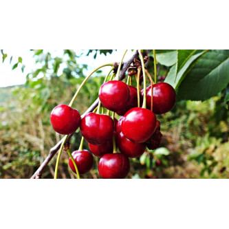 Cerises - panier de fruit et légumes - produit locaux