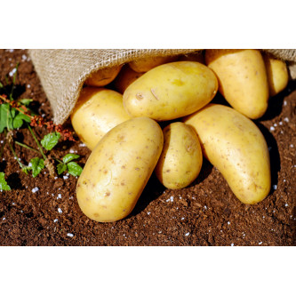 Pommes de terre Adora - panier de fruit et légumes - produit locaux