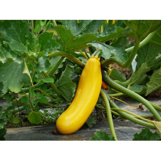 Courgettes jaunes (kilo)