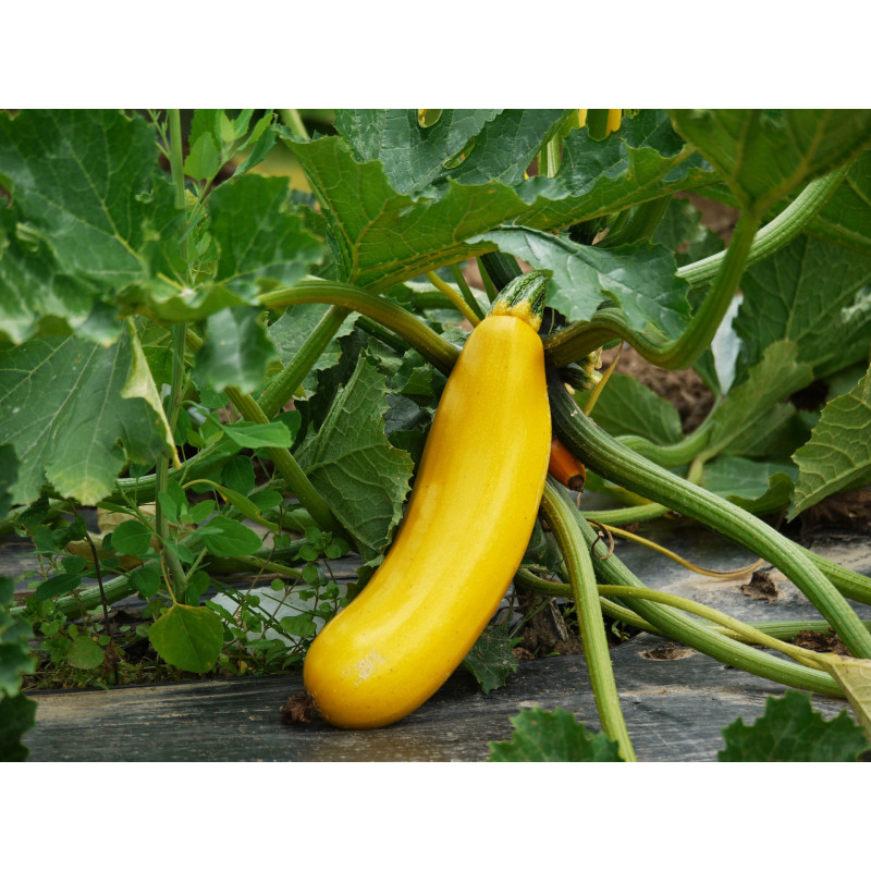 Courgettes jaunes - panier de fruit et légumes - produit locaux Courgettes jaunes - panier de fruit et légumes - produit locaux