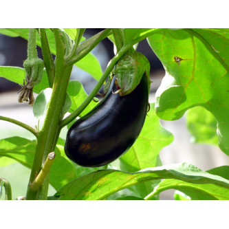 Aubergines