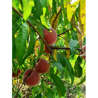 Pêches jaunes - panier de fruit et légumes - produit locaux