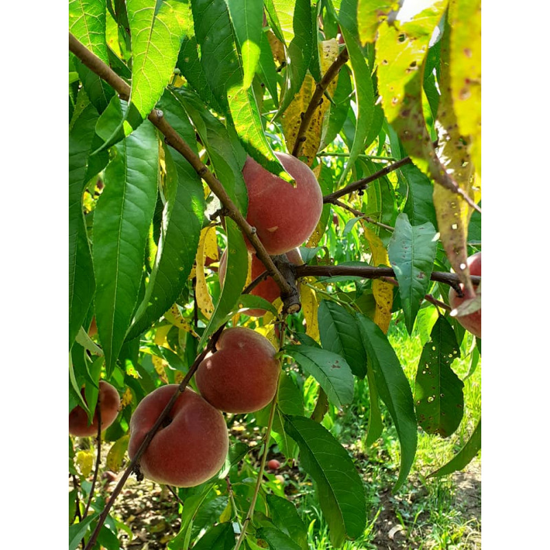Pêches jaunes - panier de fruit et légumes - produit locaux Pêches jaunes - panier de fruit et légumes - produit locaux