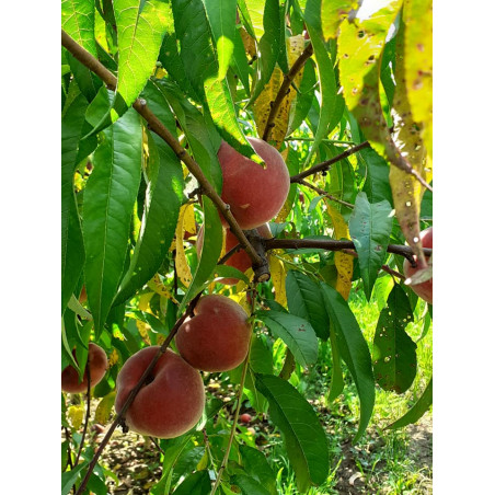 Pêches jaunes - panier de fruit et légumes - produit locaux