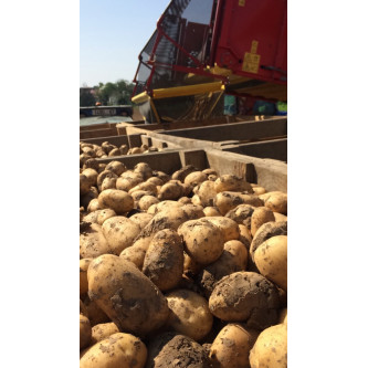 Pommes de terres - panier - vente - fruit - légumes - Alsace - local