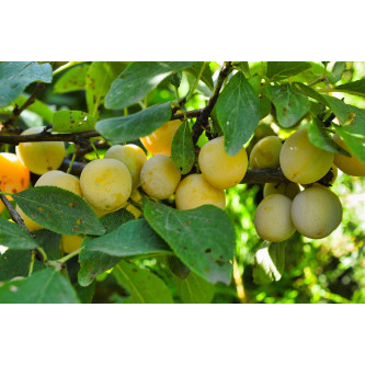 Mirabelles - panier de fruit et légumes - produit locaux