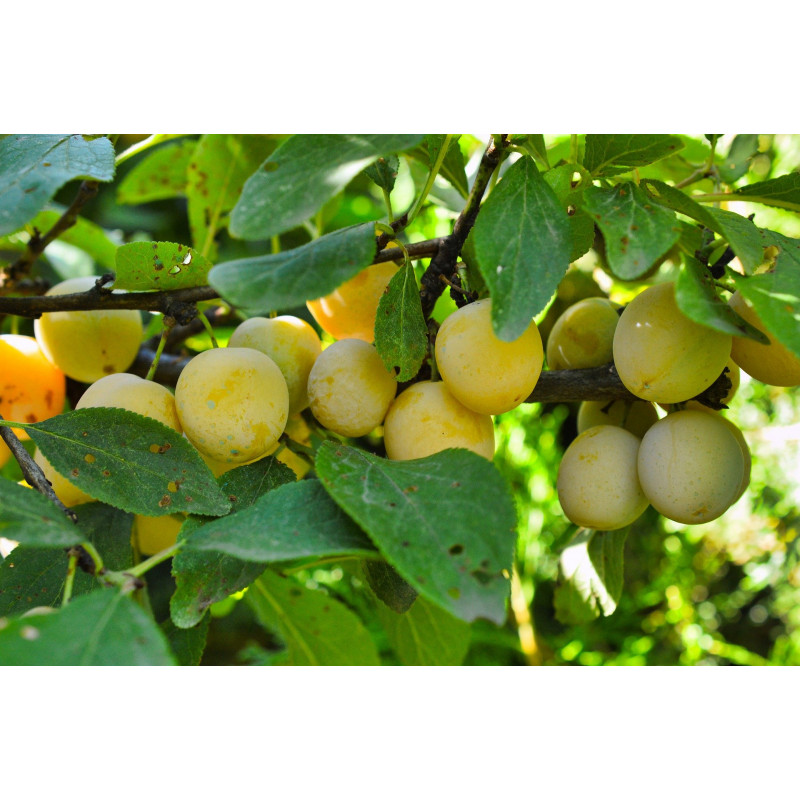 Mirabelles - panier de fruit et légumes - produit locaux Mirabelles - panier de fruit et légumes - produit locaux