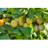 Mirabelles - panier de fruit et légumes - produit locaux