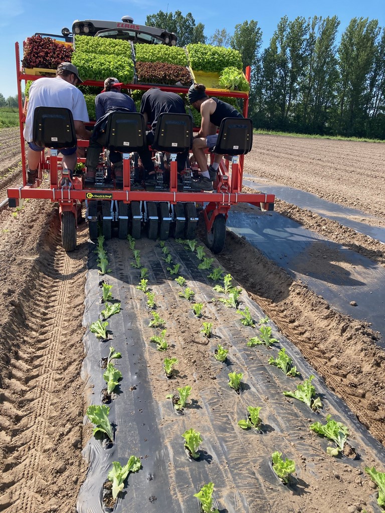 d1-plantation de salade- légume local - Alsace.JPEG