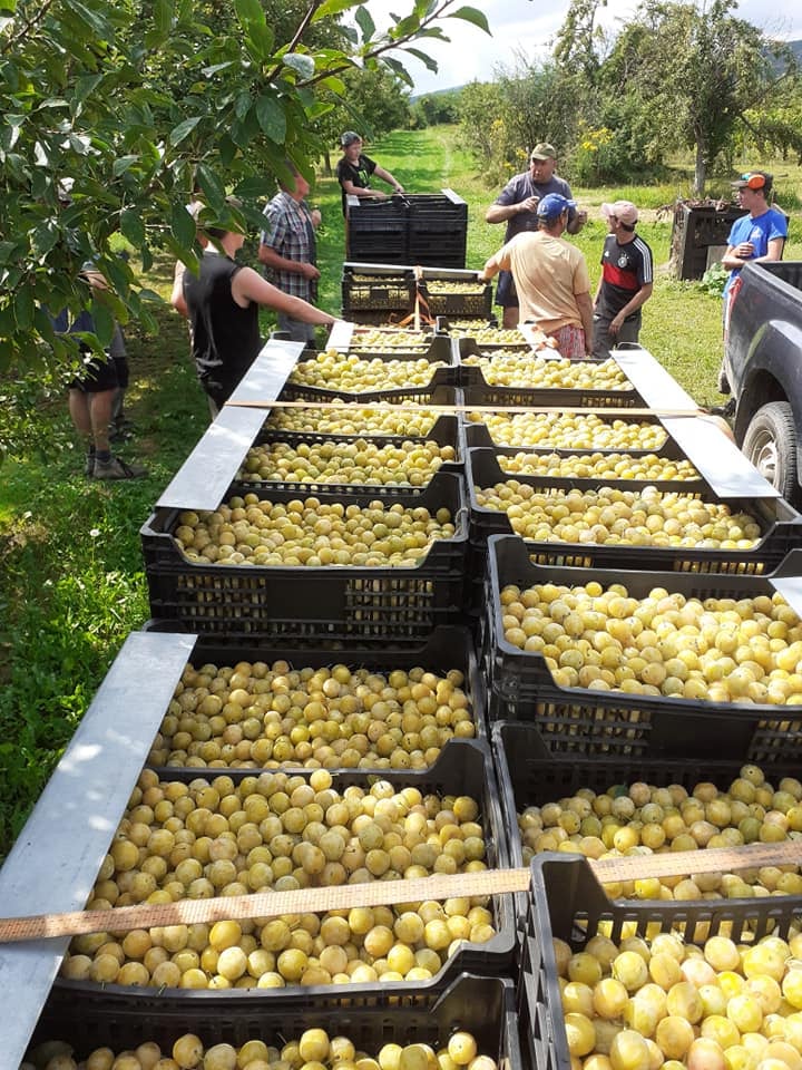 recolte-mirabelle-fruit-local-alsace.jpg